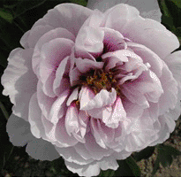 Tree peony