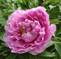 Tree peony