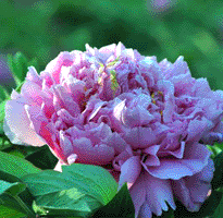 Tree peony