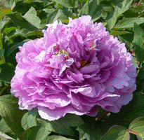 Tree peony