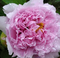 Tree peony