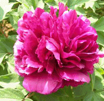 Tree peony