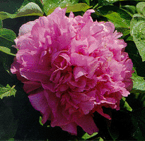 Tree peony