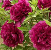 Tree peony