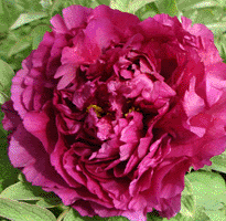 Tree peony