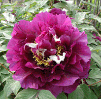 Tree peony