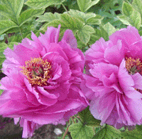 Tree peony