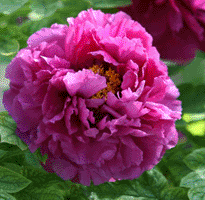 Tree peony