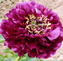 Tree peony