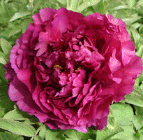 Tree peony