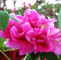 Tree peony