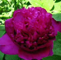 Tree peony