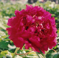 Tree peony