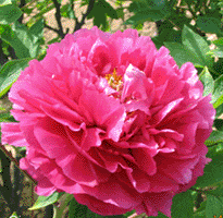 Tree peony