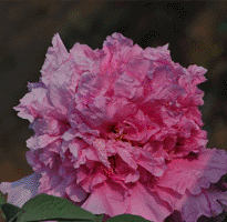 Tree peony