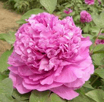 Tree peony