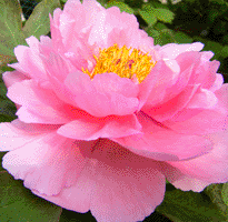 Tree peony