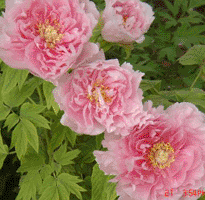 Tree peony