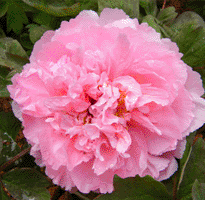 Tree peony