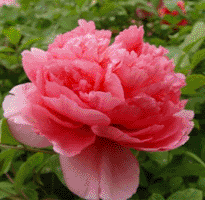 Tree peony