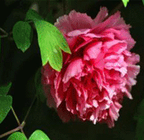 Tree peony