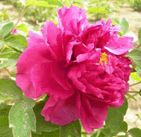 Tree peony