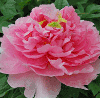 Tree peony