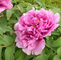 Tree peony