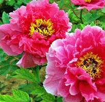 Tree peony