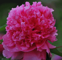 Tree peony