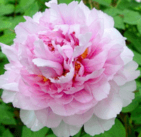 Tree peony