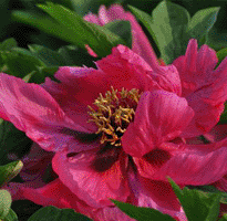 Tree peony