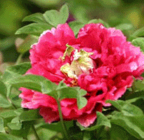 Tree peony