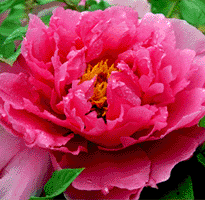 Tree peony