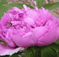 Tree peony