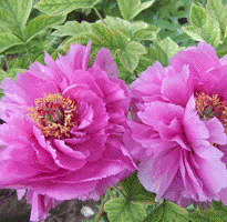 Tree peony