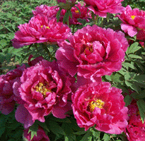 Tree peony