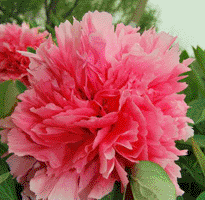 Tree peony