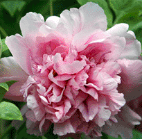 Tree peony