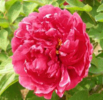 Tree peony