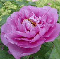 Tree peony