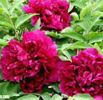 Tree peony