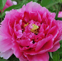 Tree peony