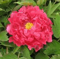 Tree peony