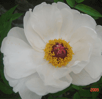 Tree peony