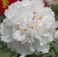 Tree peony