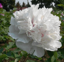 Tree peony