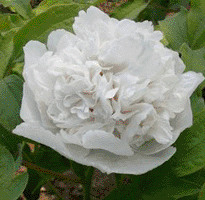 Tree peony