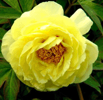 Tree peony