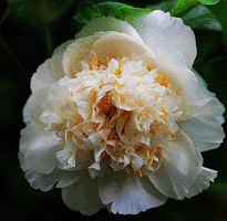 Tree peony